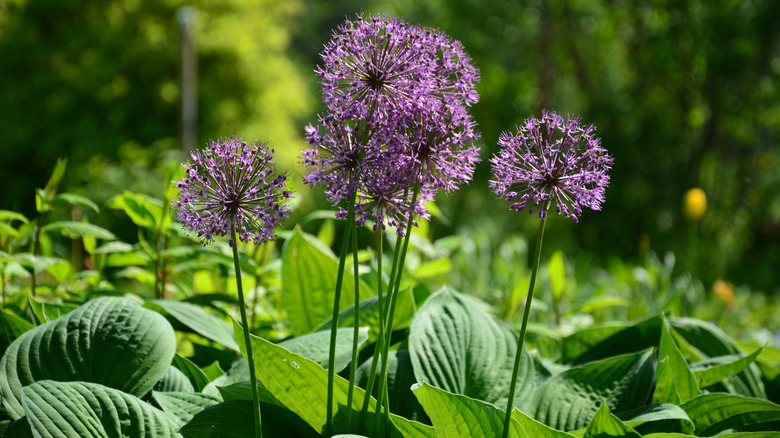 Large purple allium blossoms rising above green hosta leaves
