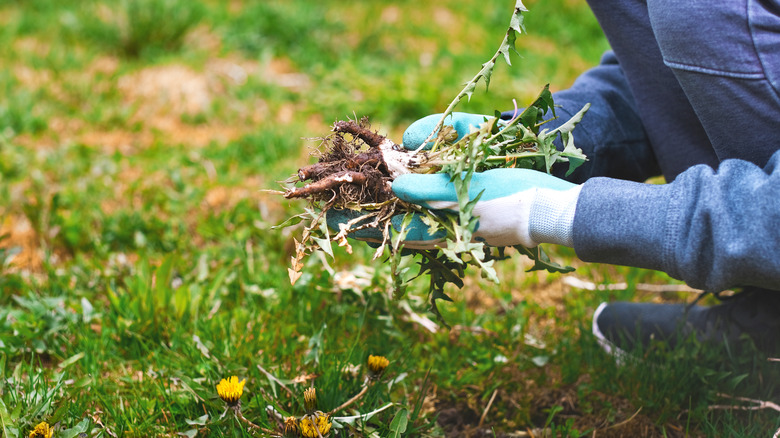 Person weeding garden