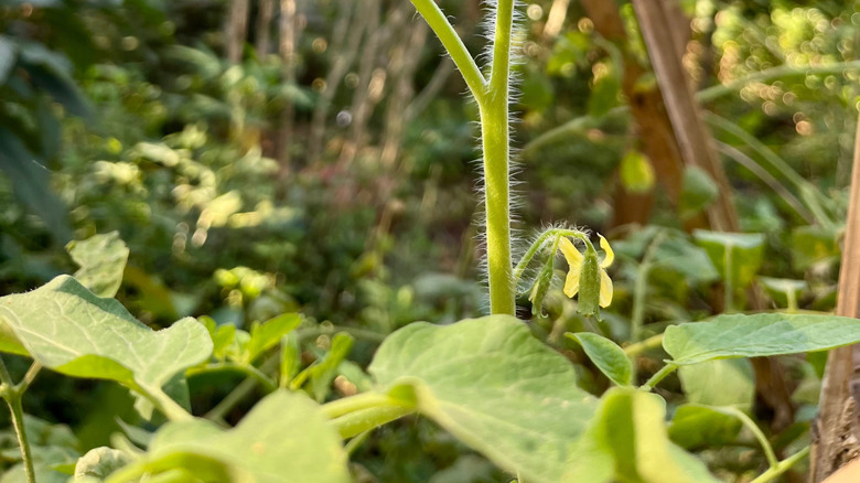 White hair on the twigs of a tomato plant