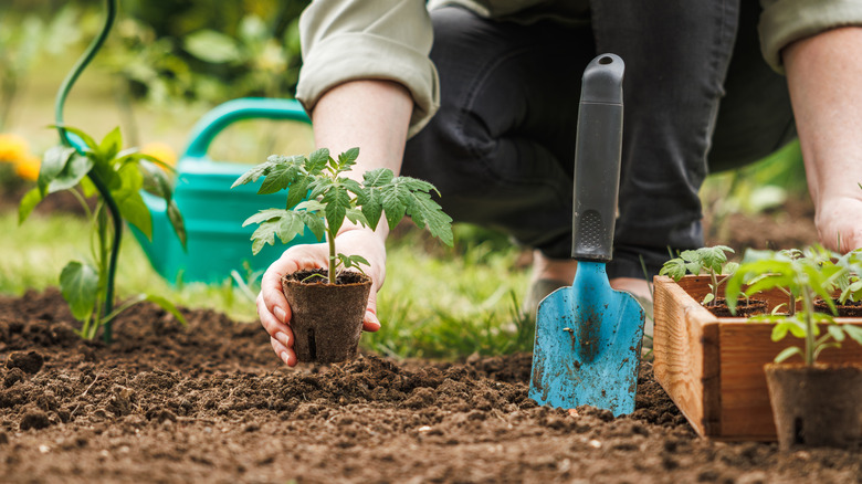 Gardener planting a tomato seedling