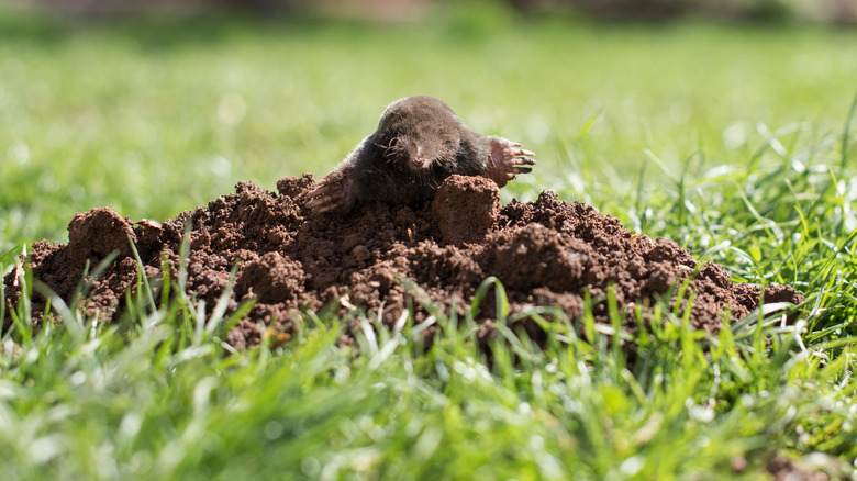 A small mole popping out from hole in yard
