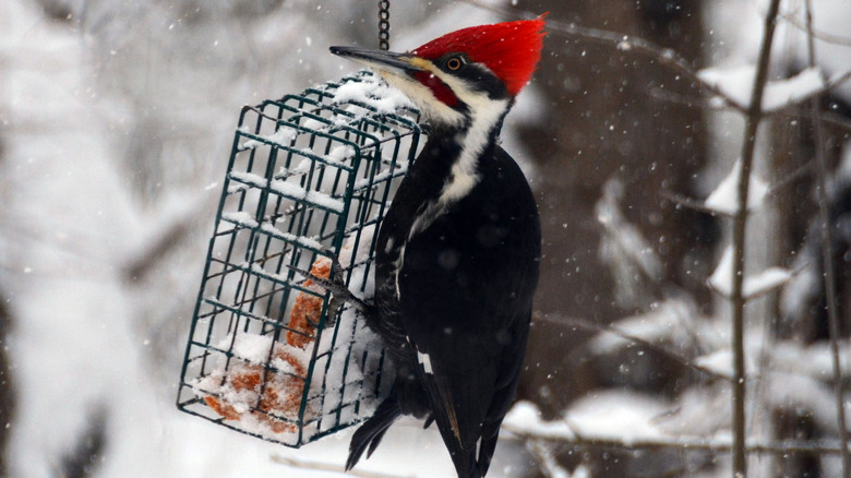 Woodpecker on suet feeder