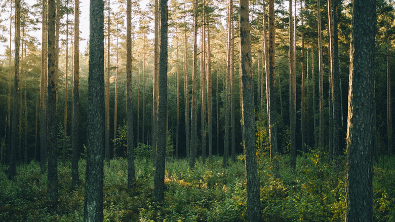 Pine trees