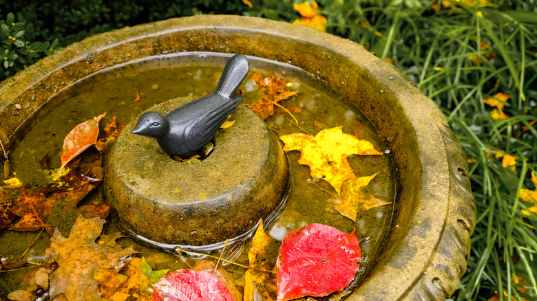 a bird bath with fallen leaves in it during the autumn months