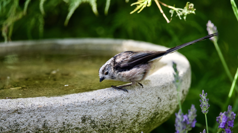 a bird perched on the side of a stone bird bath