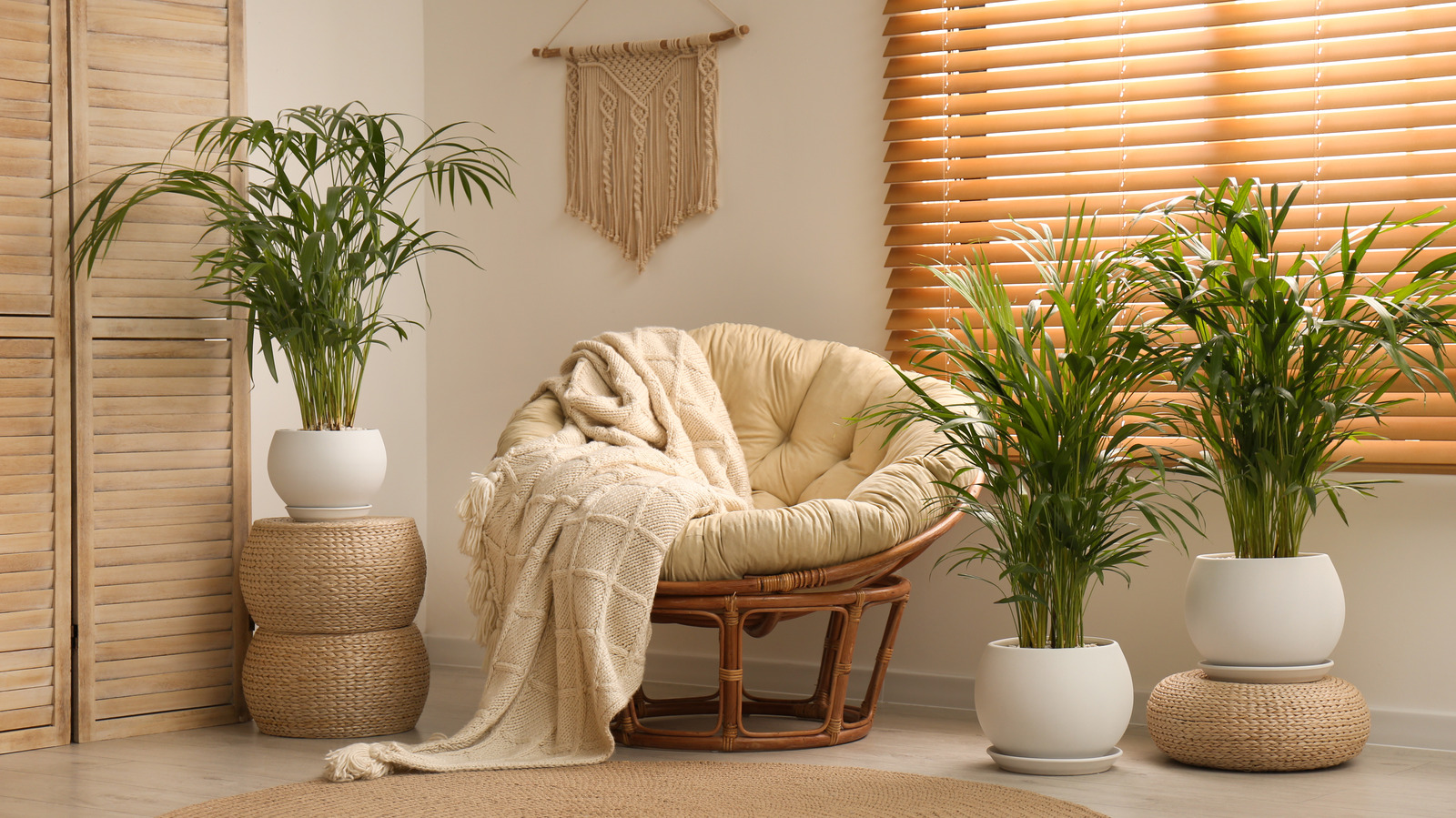 What You Need To Grow A Potted Palm Tree Inside Your House