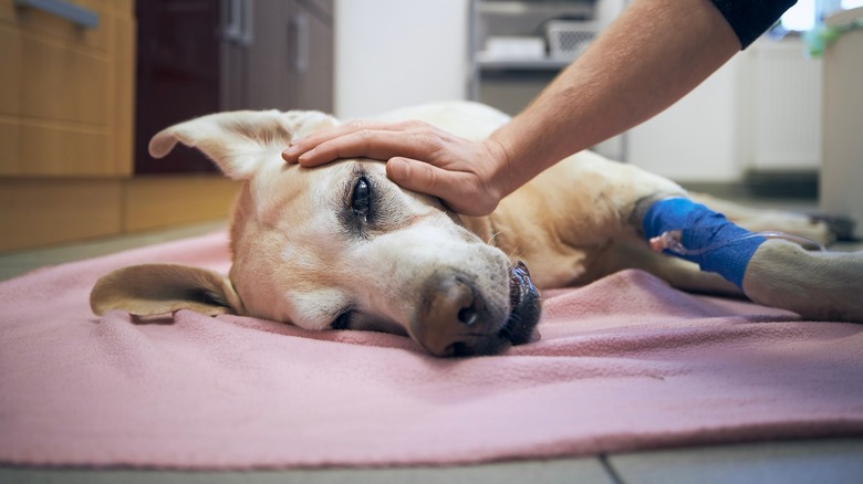 Sick dog at the vet