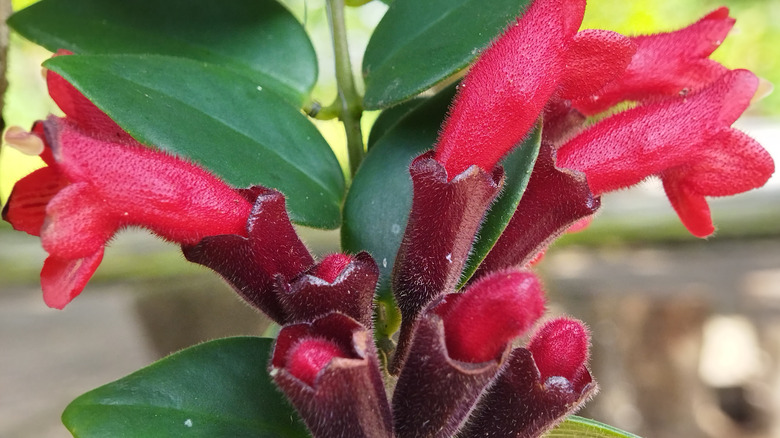 Aeschynanthus lipstick plant