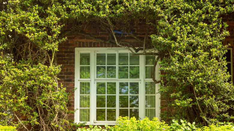 casement window surrounded with plants
