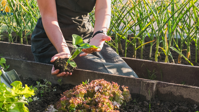 Women tending the garden