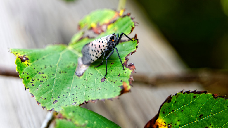 spotted lanternfly on tree leaf