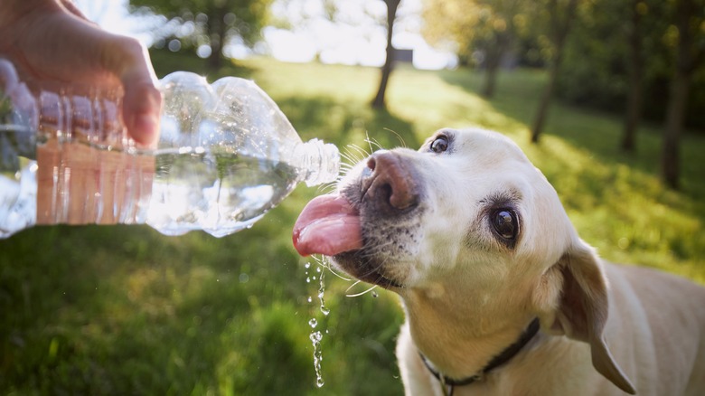 person giving dog water from a bottle