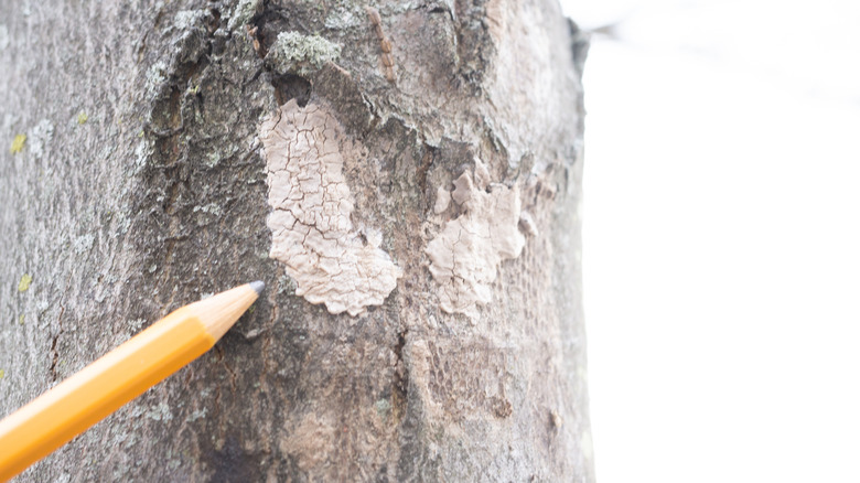 spotted lanternfly egg masses