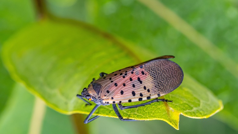 spotted lanternfly on a leaf