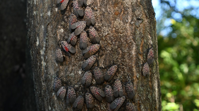 several lanternflies on a tree trunk