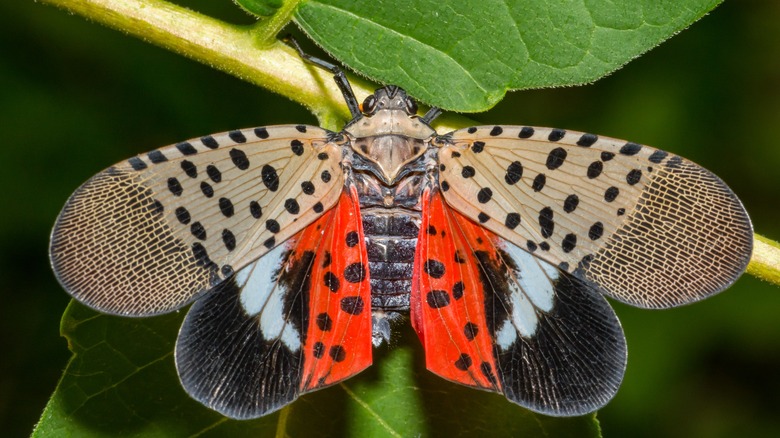 A spotted lanternfly