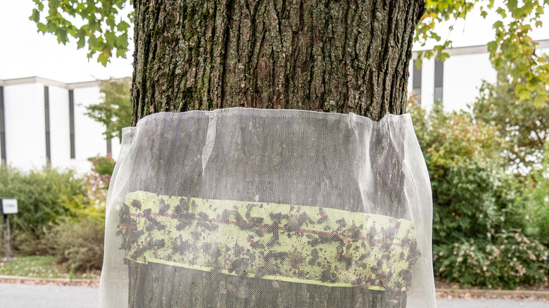 sticky tape and netting around tree trunk