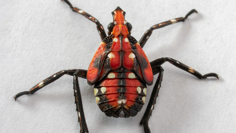 spotted lanternfly nymph