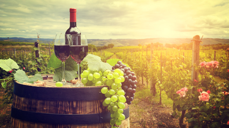 wine and grapes in vineyard
