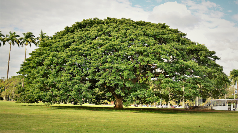 Large dome shaped canopy tree