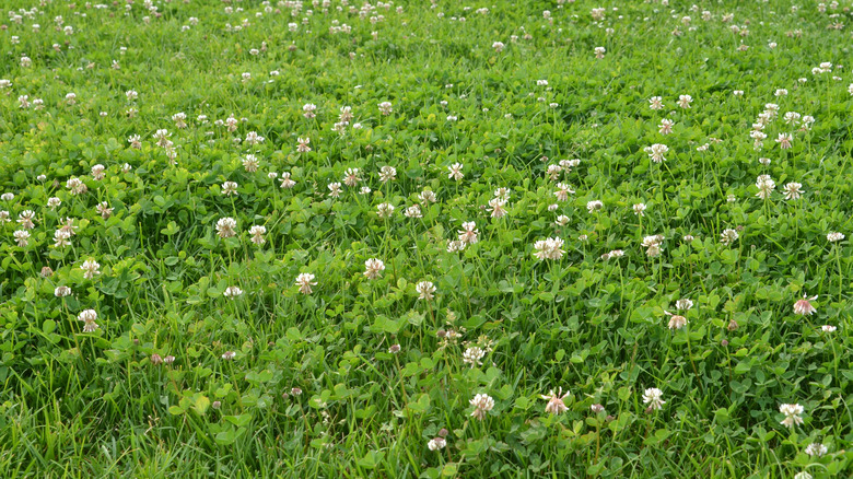 clover and grass lawn