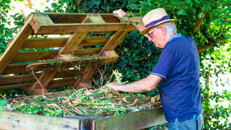 Older man adds greens to compost