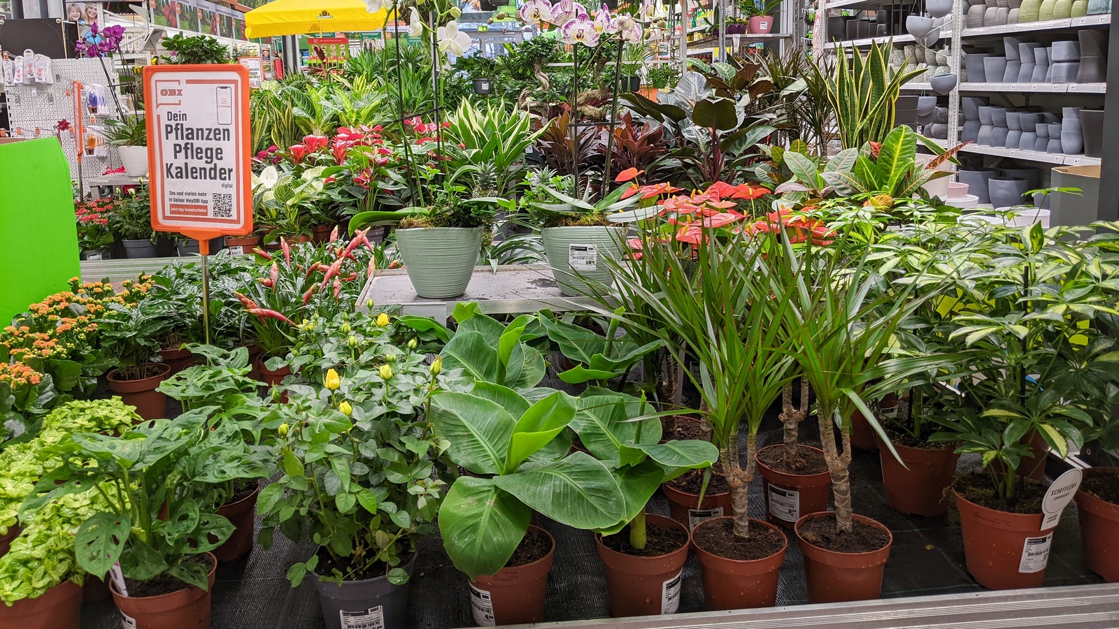 Home Depot Garden Center Plants