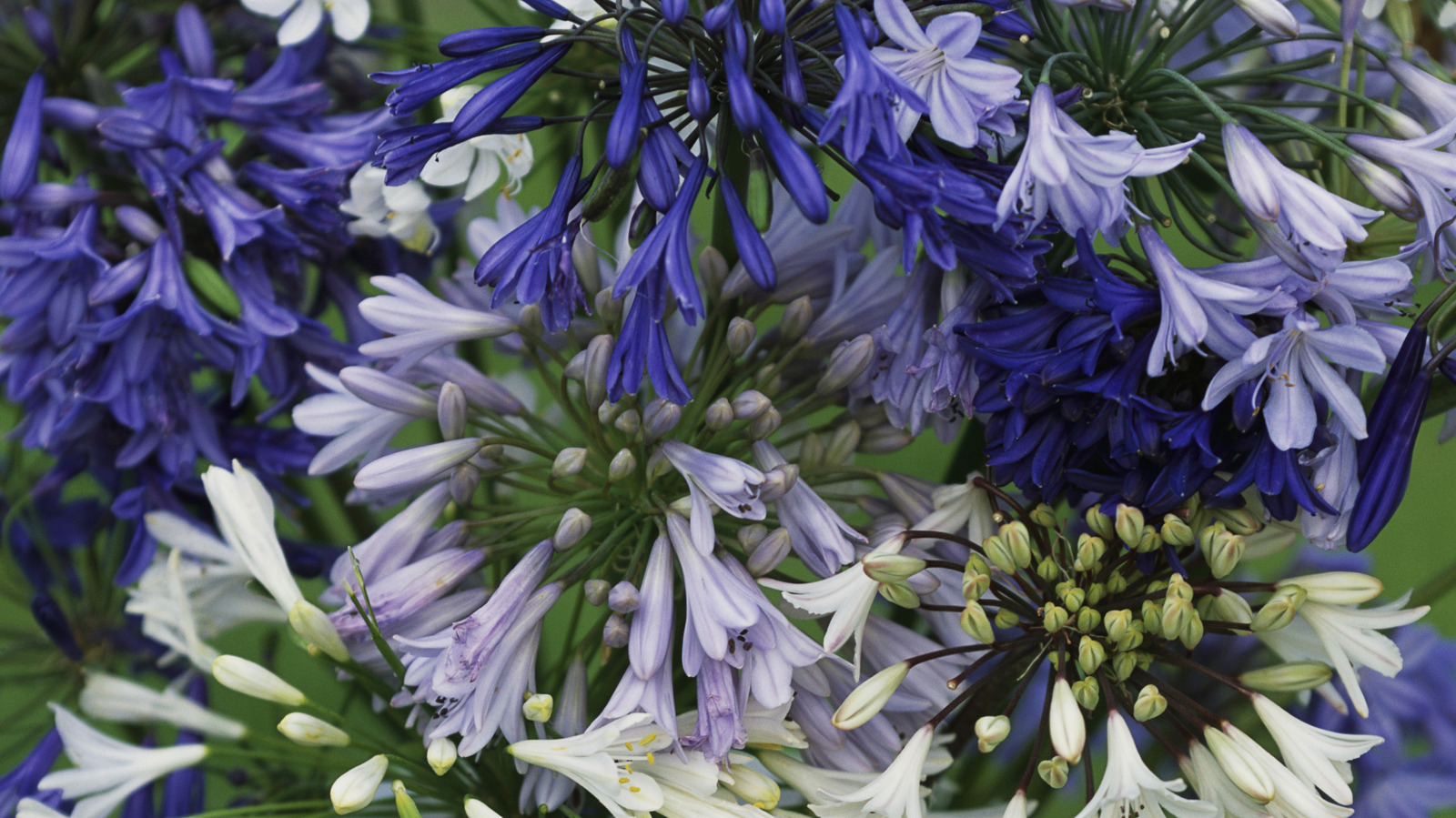 What You Need To Know Before Planting Agapanthus Flowers In Your Yard ...