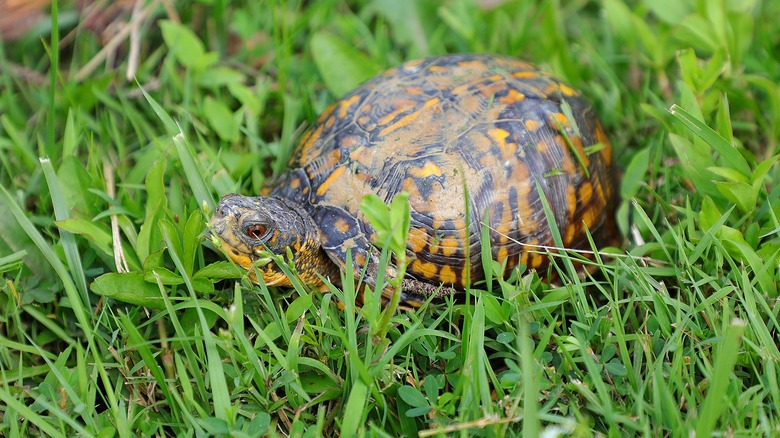 Box turtle in grass