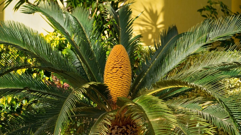 Sago palm with yellow flower