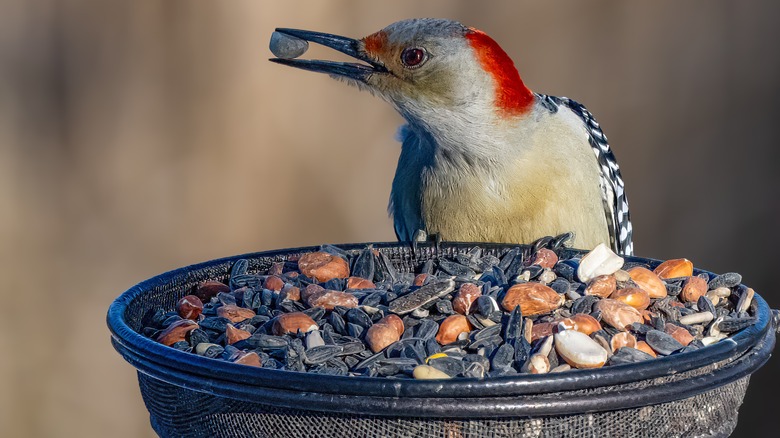 A red-bellied woodpecker eats a seed while perched on a platform feeder