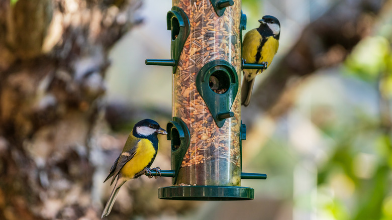 Two yellow birds eat from a hopper feeder