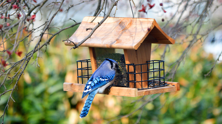 A bluejay eats black sunflower seeds from a wooden birdfeeder