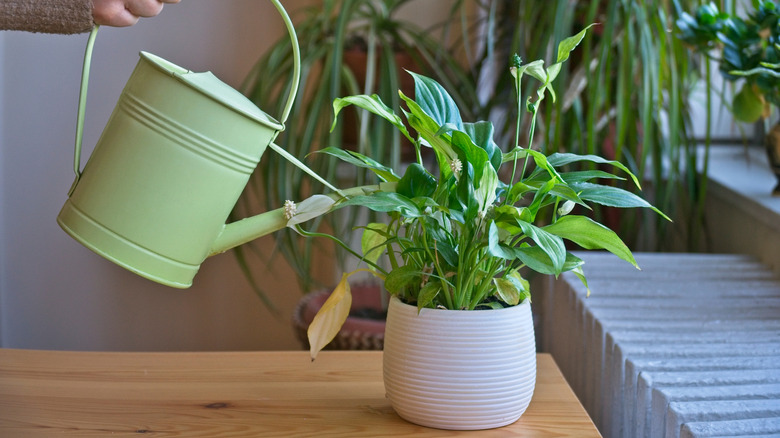 A person watering a peace lily with a watering can