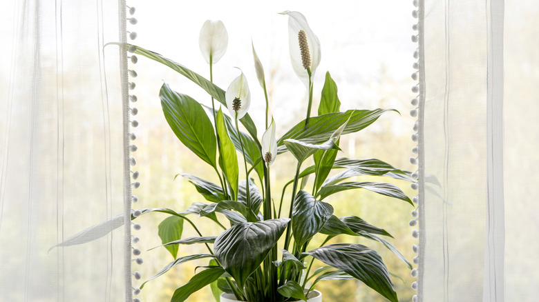 A peace lily growing and blooming in a window