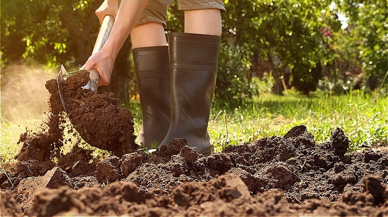 Ripping grass apart using spade