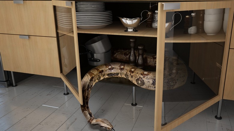 snake in the kitchen cupboard