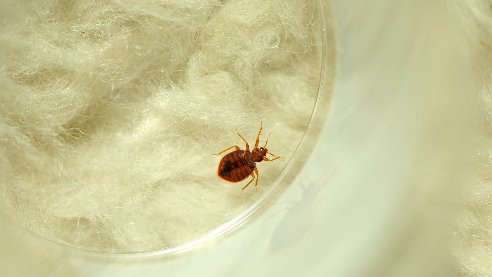 What You Should Know About Latex Mattresses And Bed Bugs