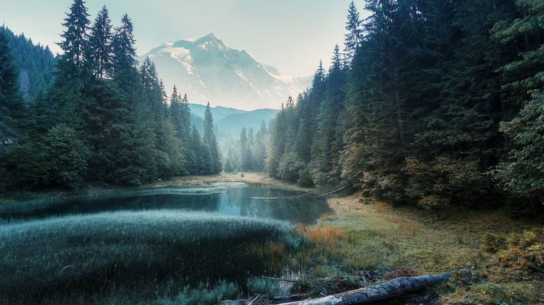 River and forest with mountain