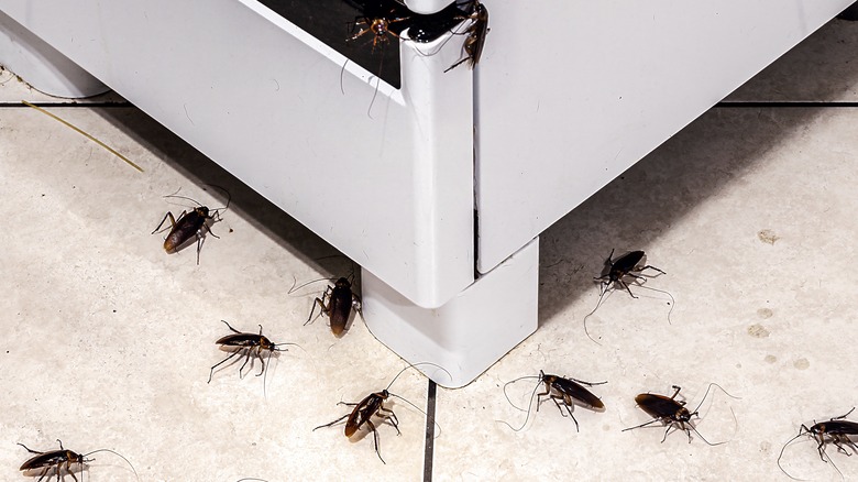 cockroaches in house