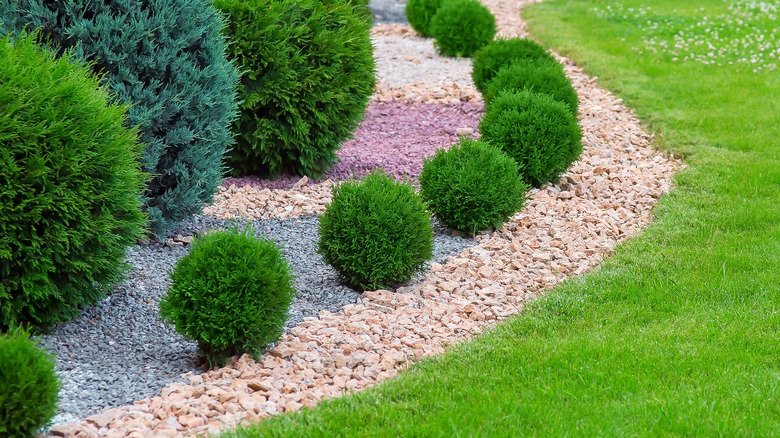 plants in a pebble garden