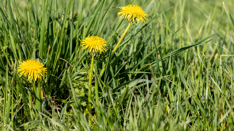 Closeup of dandelions in yard