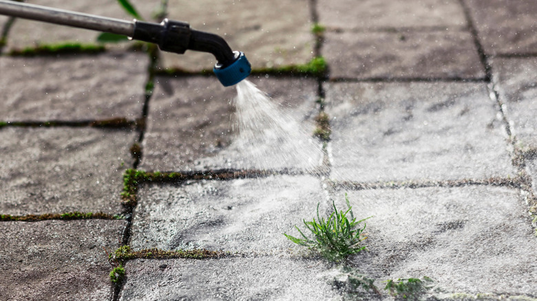 Closeup of sprayer on weeds in sidewalk