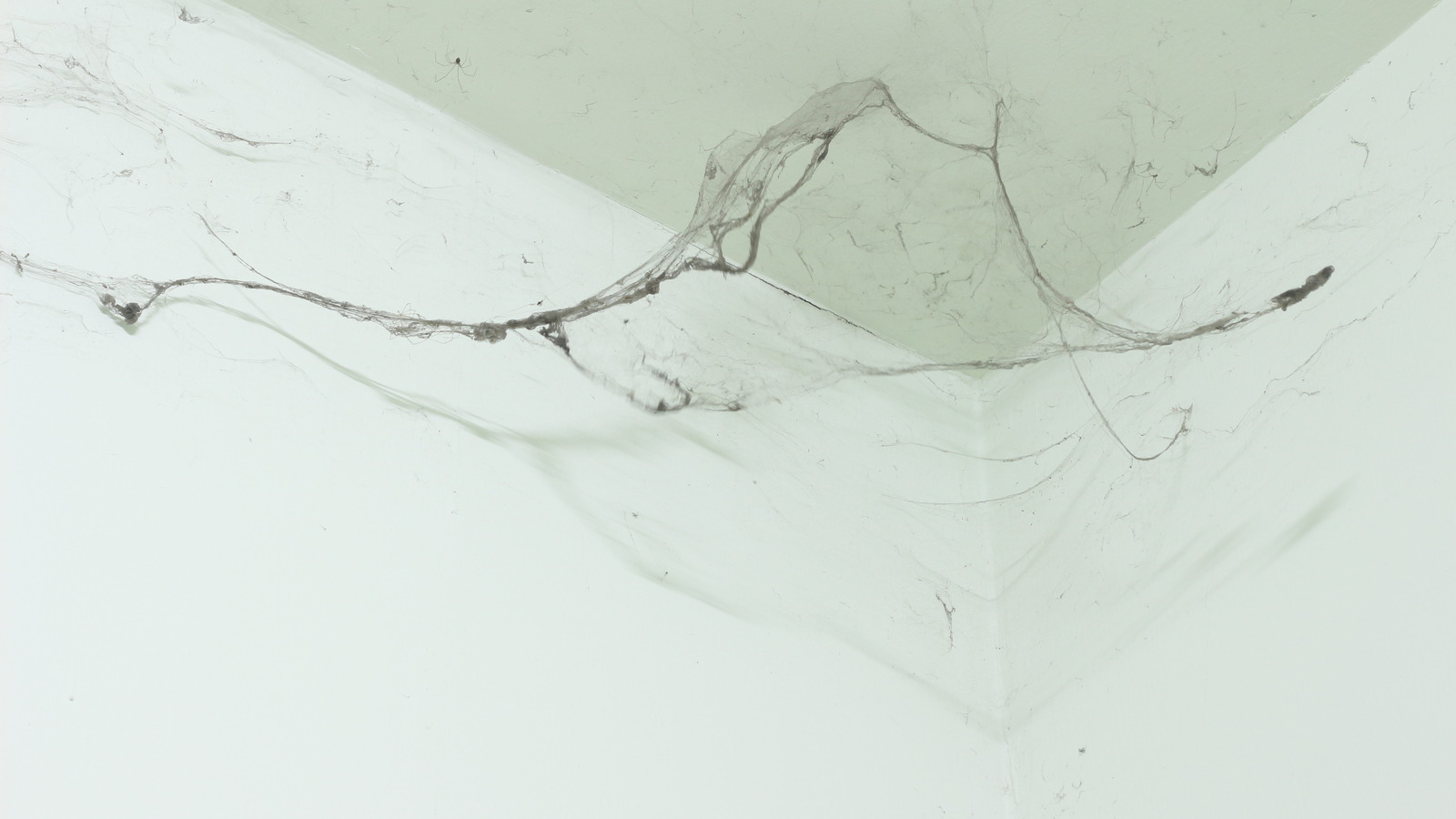 What You Should Know Before Clearing Spider s At Home