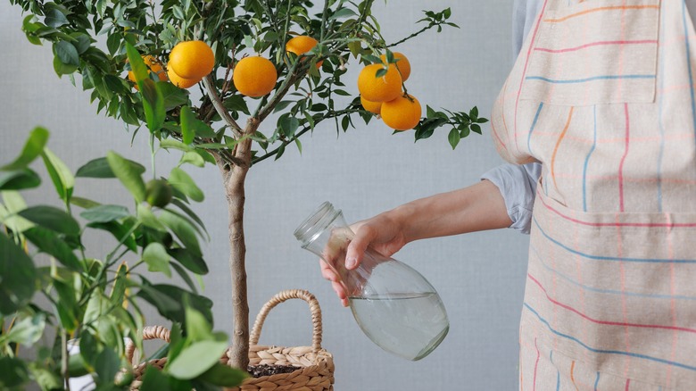 person watering indoor citrus tree
