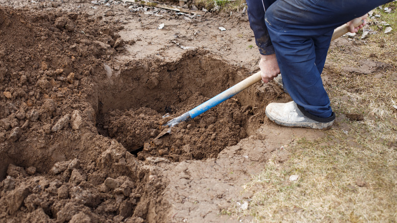 Digging a hole to plant a fruit tree