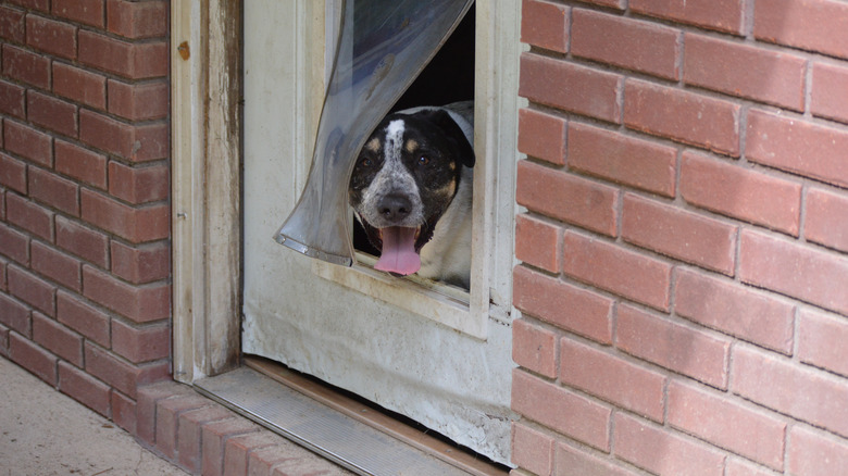 Spotted dog peeking out door