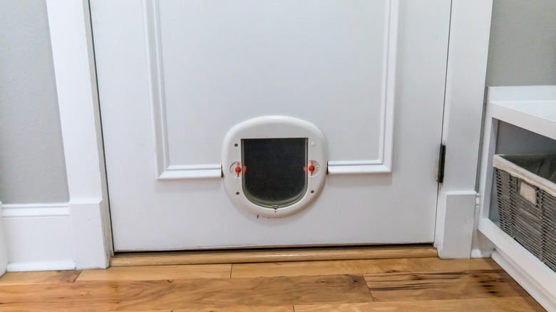 Small cat or dog door closed