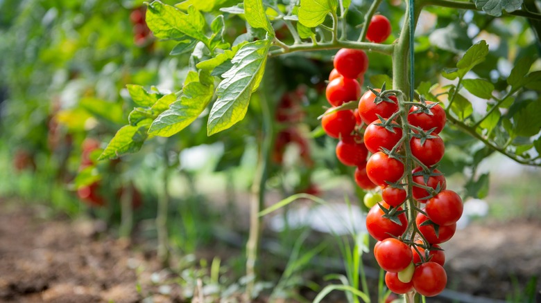 Cherry tomatoes in backyard garden