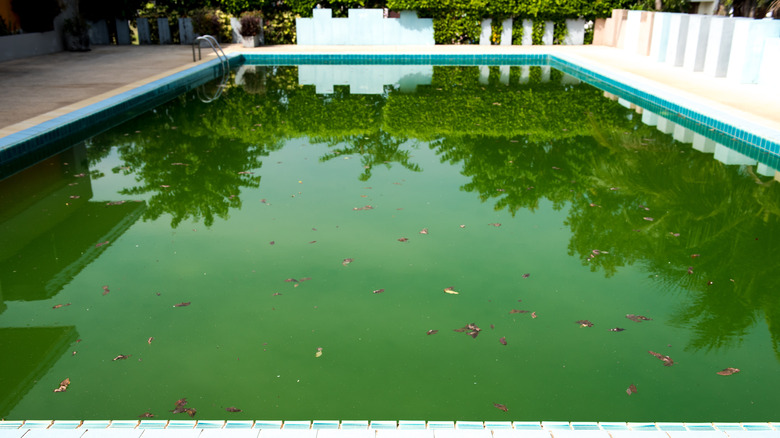 Rotten pool water